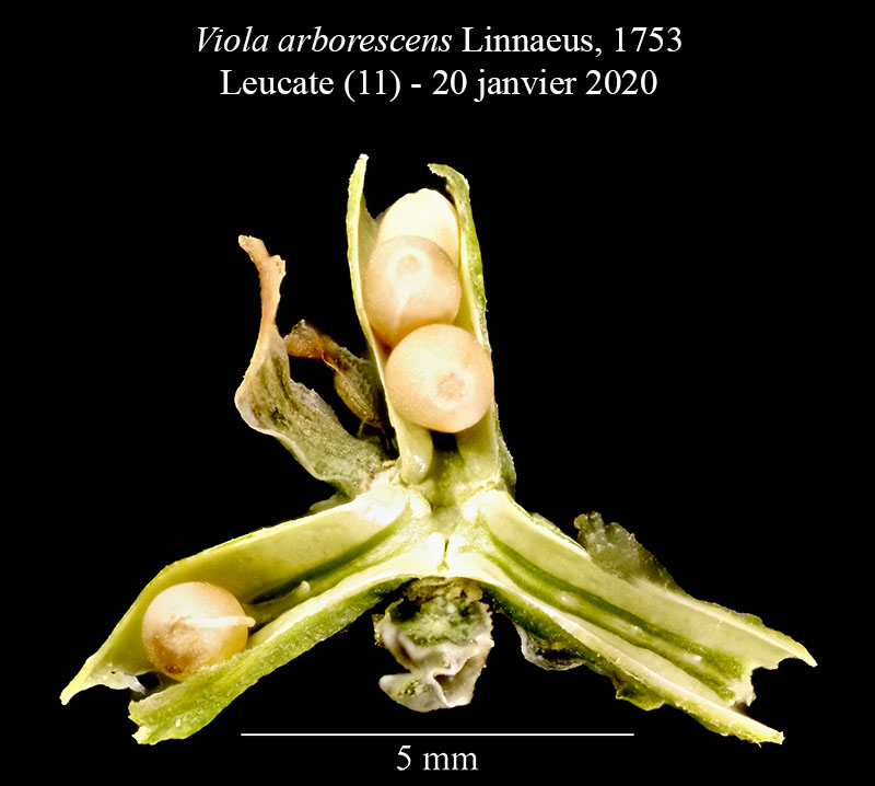Viola arborescens #61909