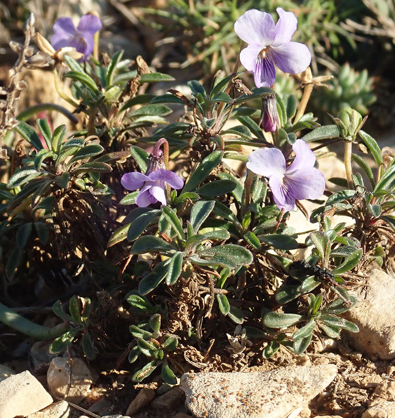 Viola arborescens #61379