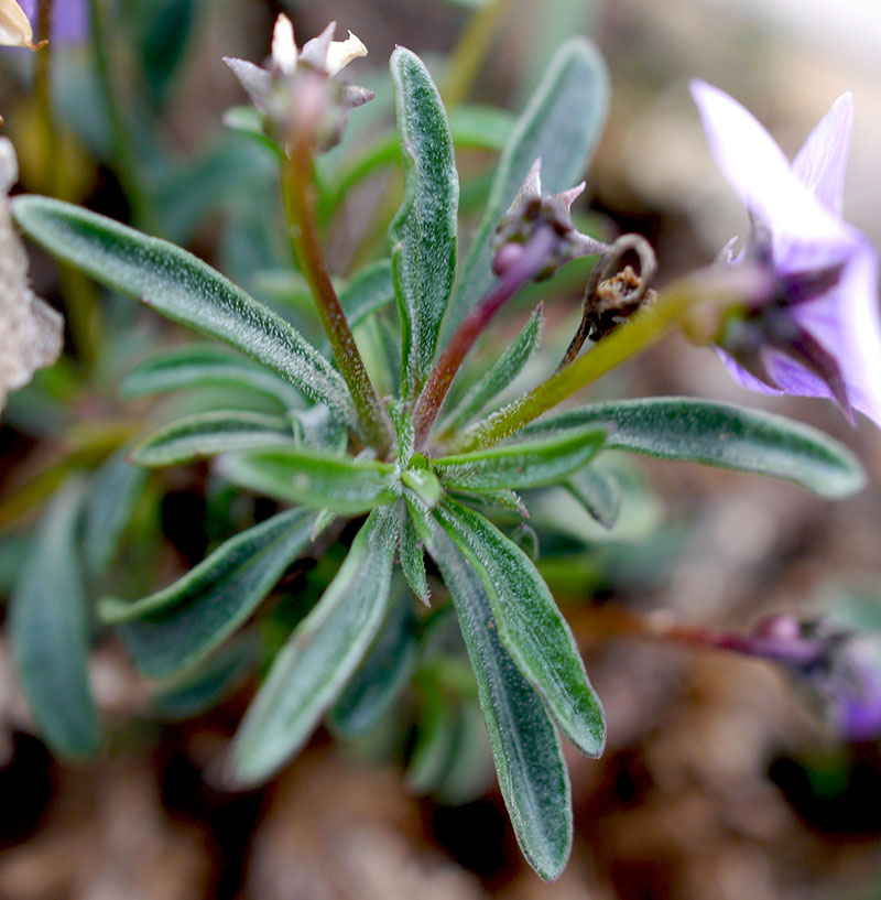 Viola arborescens #61381