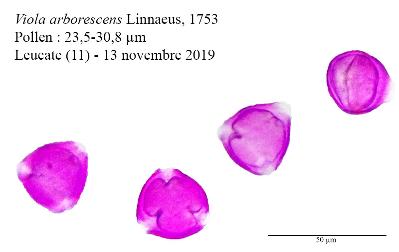 Viola arborescens #61385