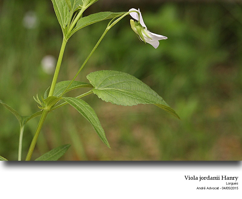 Viola jordanii Hanry #41473