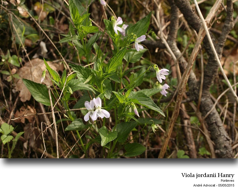 Viola jordanii Hanry #41470