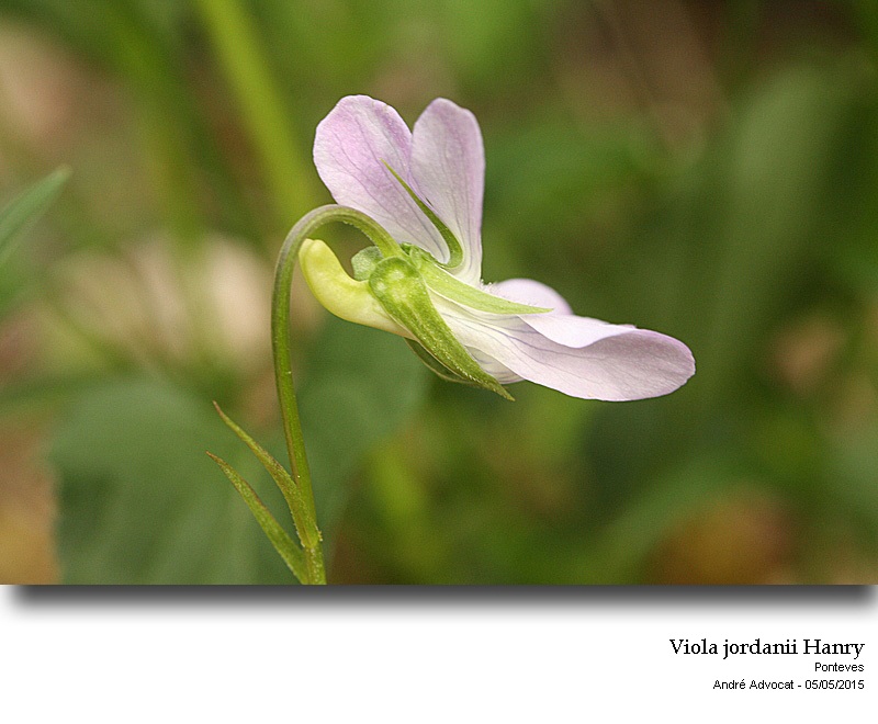 Viola jordanii Hanry #41472