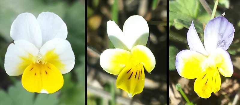 Viola kitaibeliana #49030