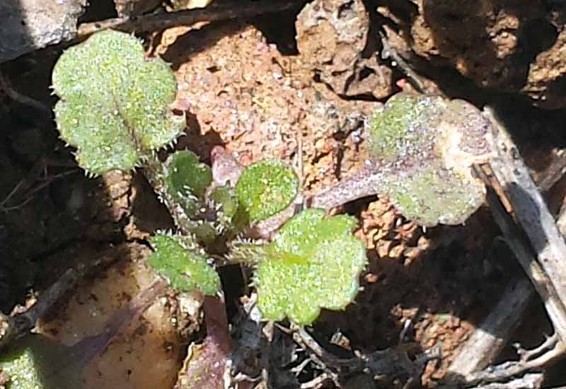 Viola kitaibeliana #49028