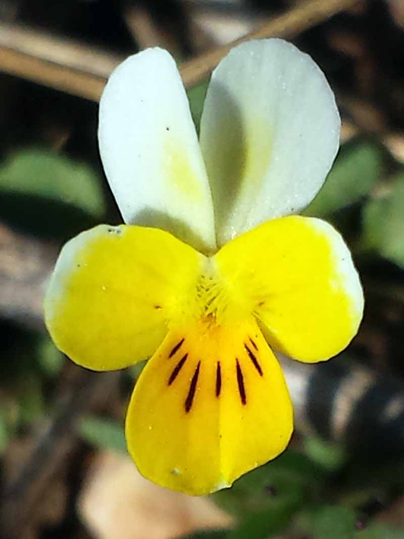 Viola kitaibeliana #49032