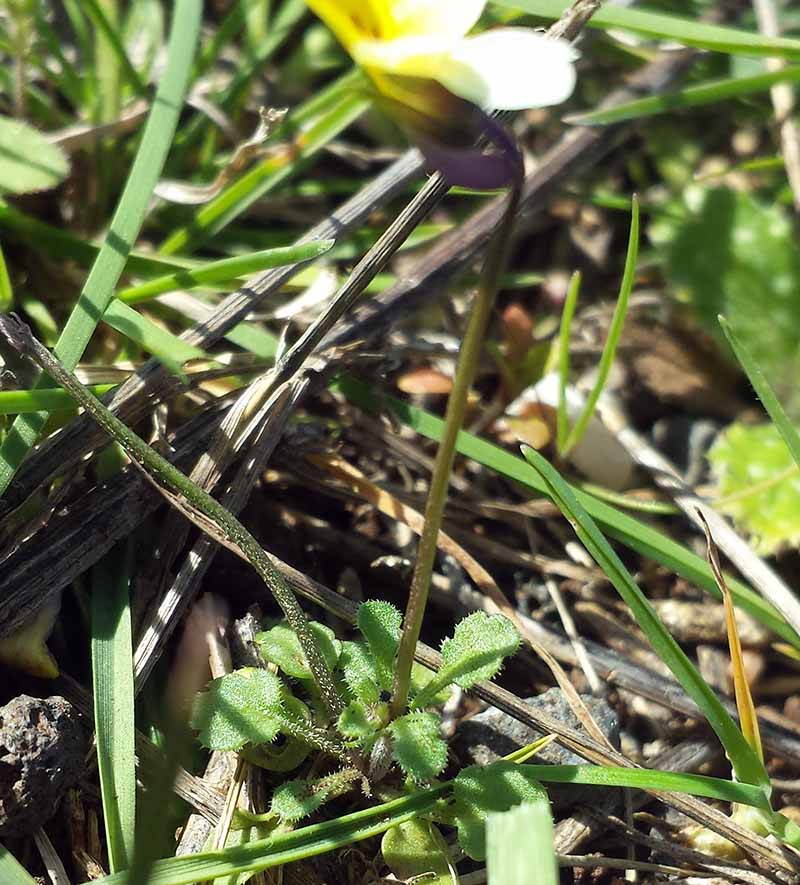 Viola kitaibeliana #49027