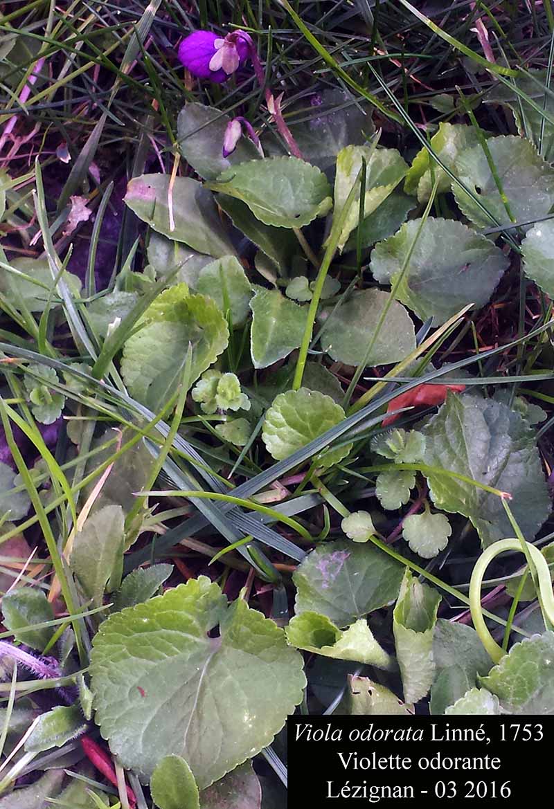 Viola odorata #44079