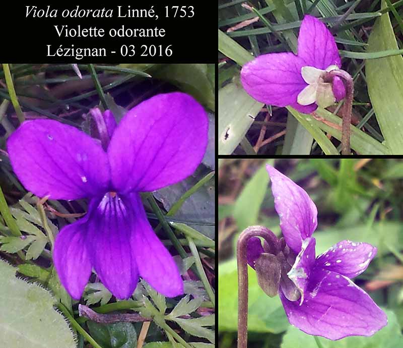 Viola odorata #44080