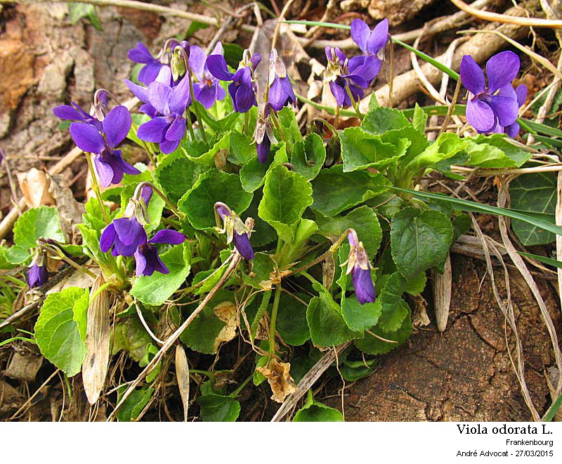 Viola odorata L. #40977