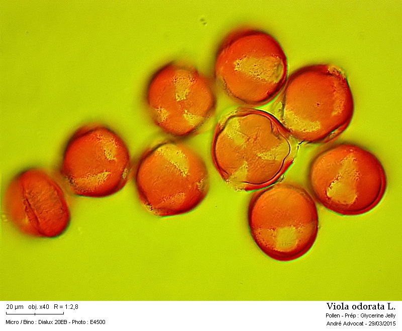 Viola odorata L. #40978