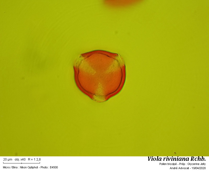 Viola riviniana Rchb. #63050