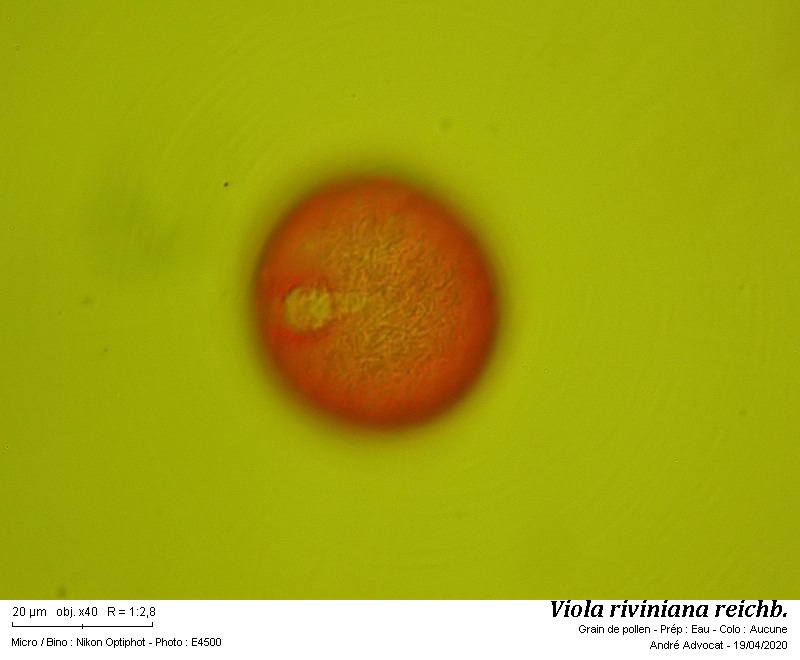 Viola riviniana Rchb. #63052