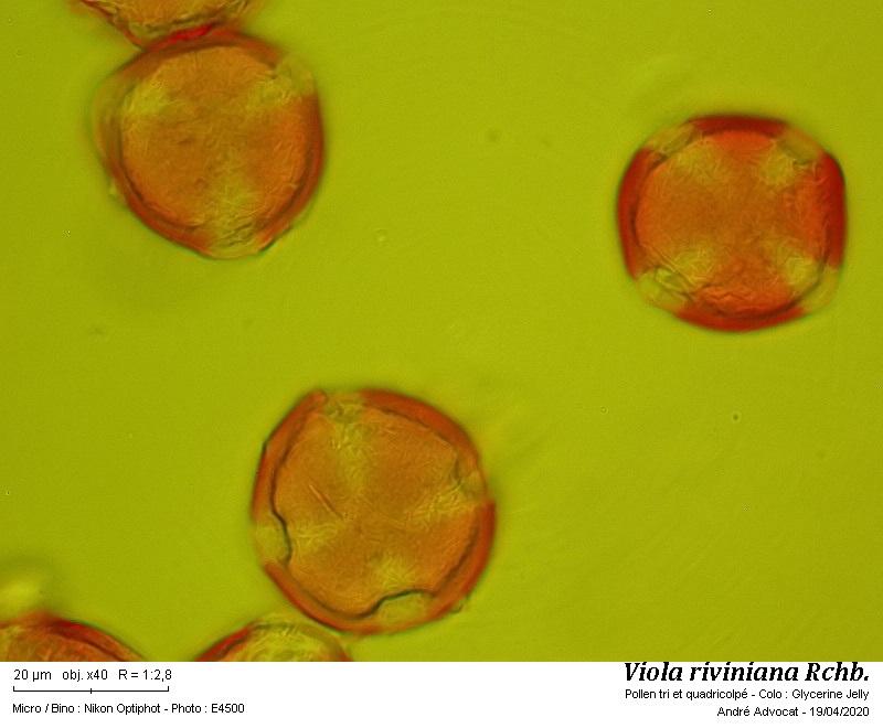 Viola riviniana Rchb. #63051