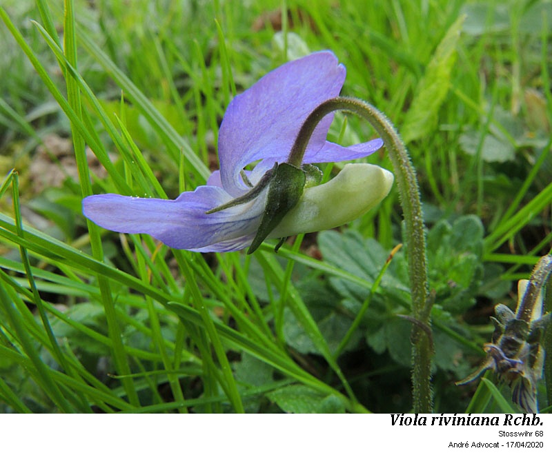 Viola riviniana Rchb. #63049