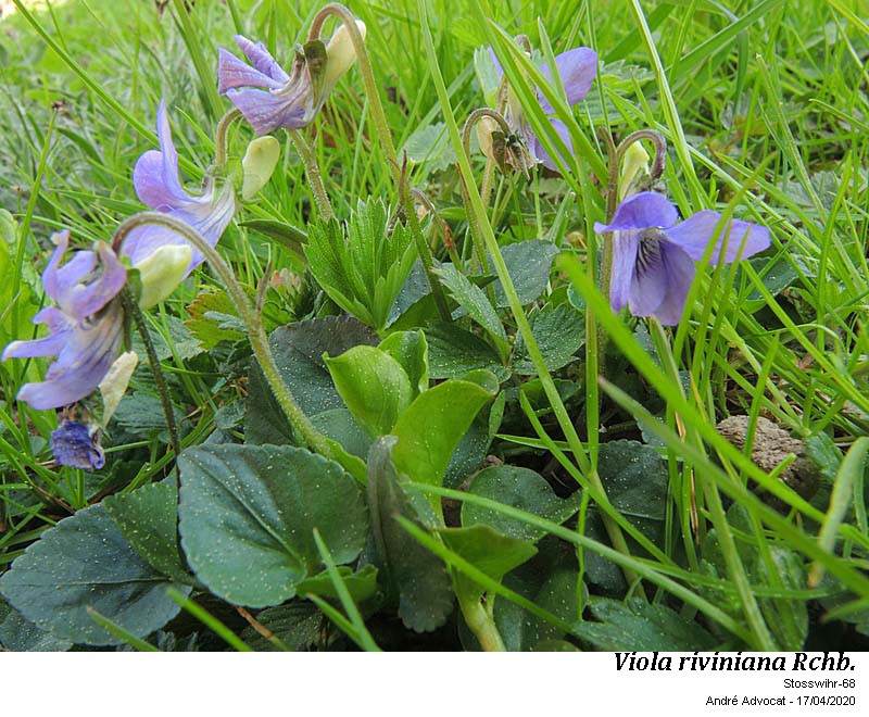Viola riviniana Rchb. #63048