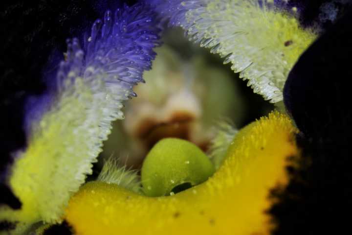 Viola tricolor var. hortensis #52262