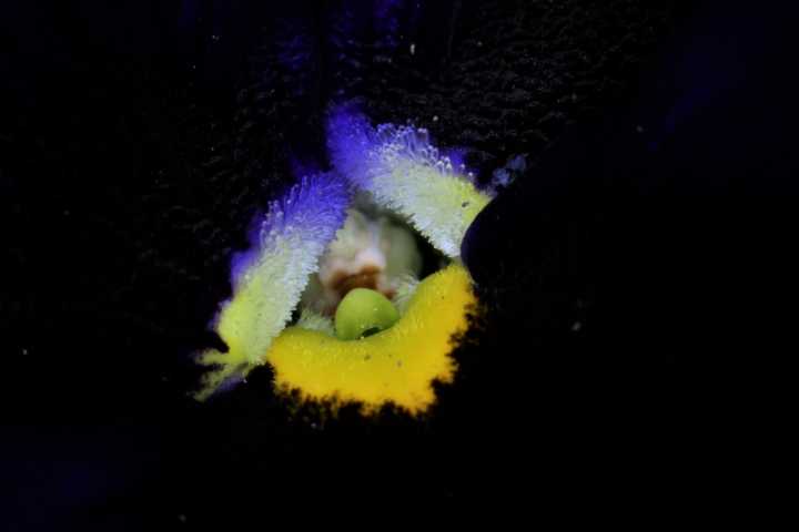 Viola tricolor var. hortensis #52261