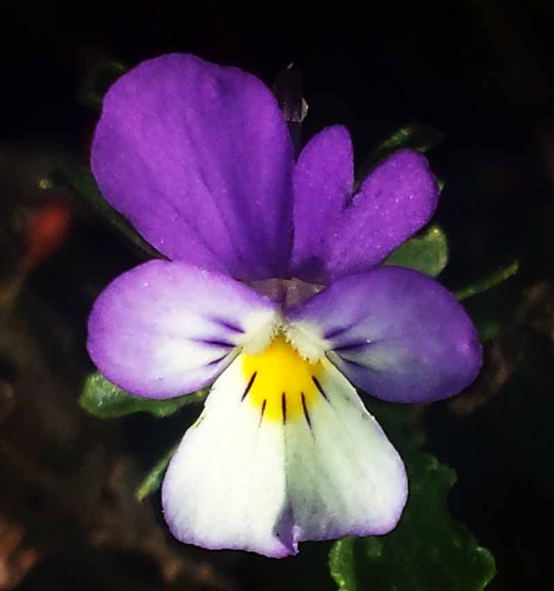 Viola tricolor #52197