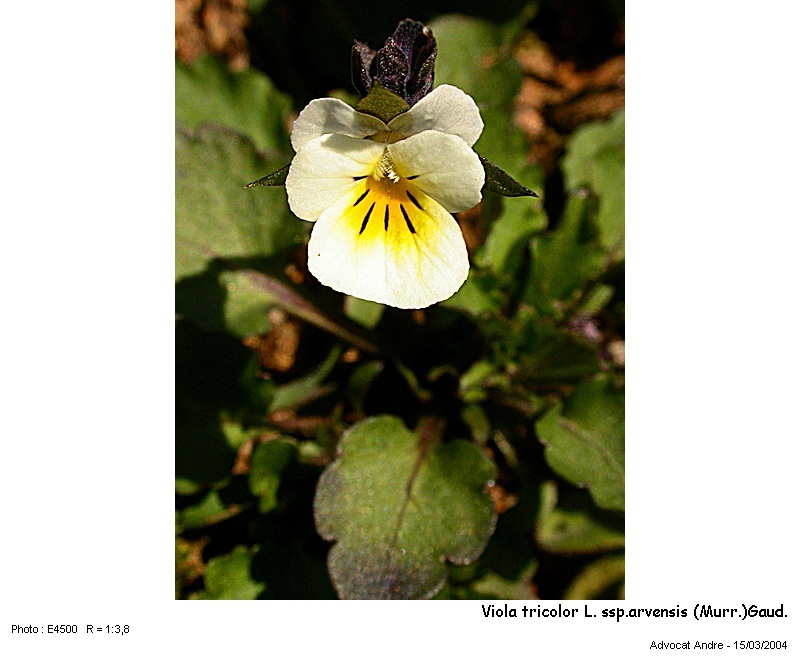 Viola tricolor L. ssp. arvensis (Murr.) Gaud. (La pensée) #2791