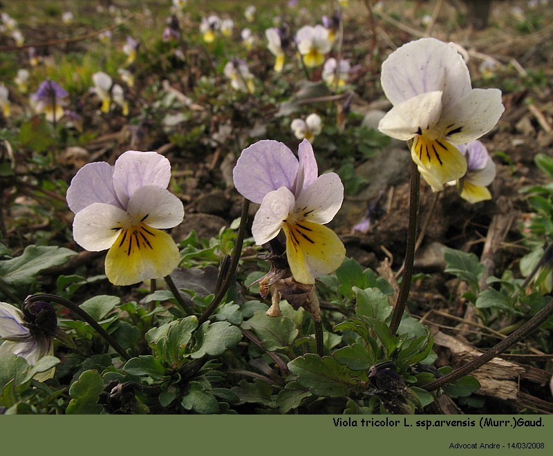 Viola tricolor L. ssp. arvensis (Murr.) Gaud. (La pensée) #2790