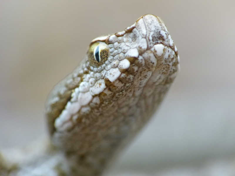 Vipera aspis L. #31223