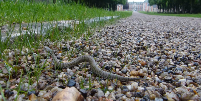 Vipera aspis L. #31220
