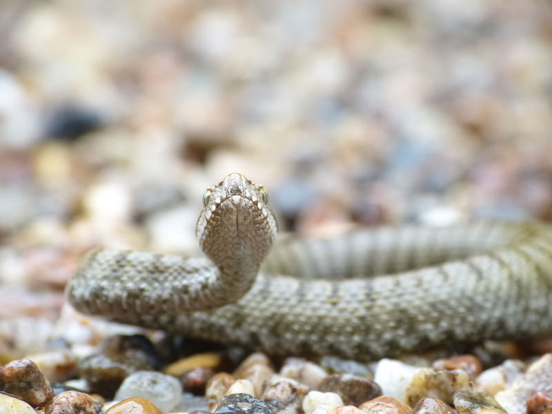Vipera aspis L. #31221