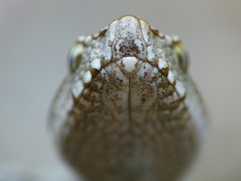 Vipera aspis L. #31222