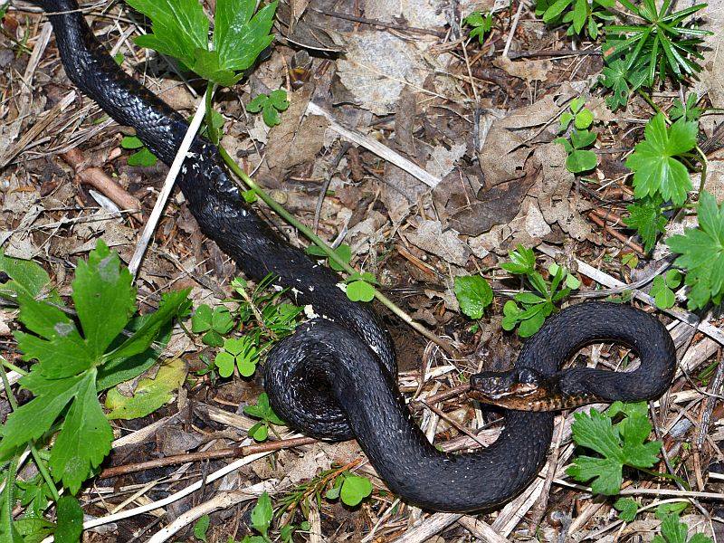 Vipera aspis L. ssp atra Meissner #45677
