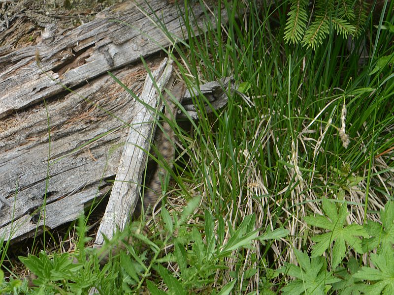 Vipera aspis L. ssp atra Meissner #45679
