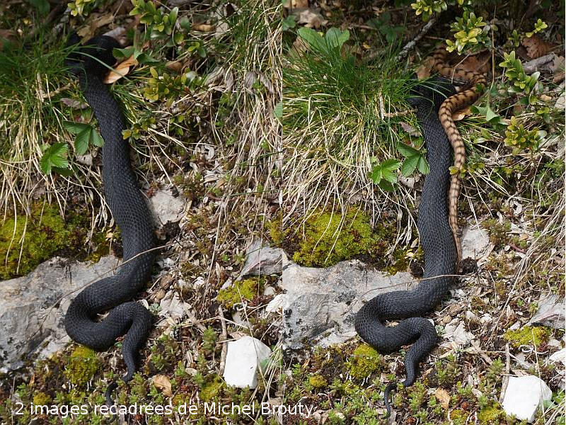 Vipera aspis L. ssp atra Meissner #47220