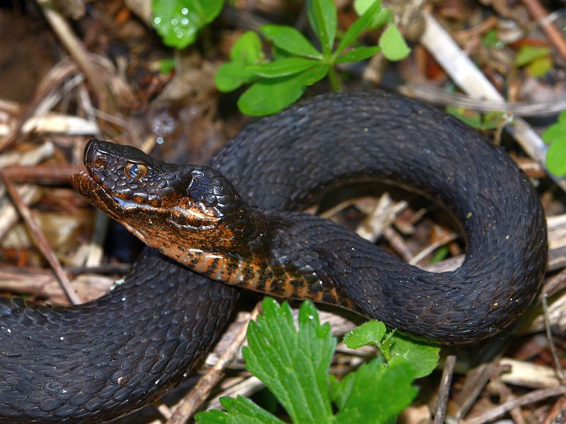 Vipera aspis L. ssp atra Meissner #45678
