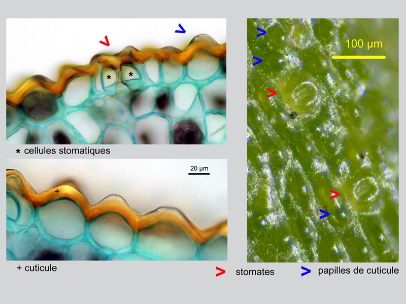 Viscum album, histologie. #19673
