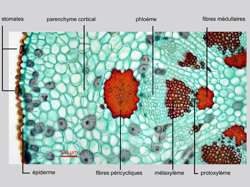 Viscum album, histologie. #19672