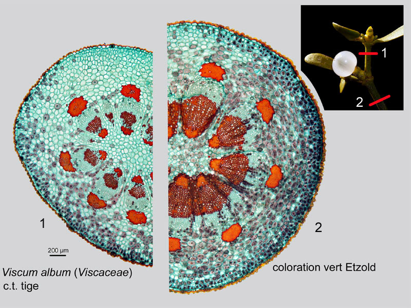 Viscum album, histologie. #19671