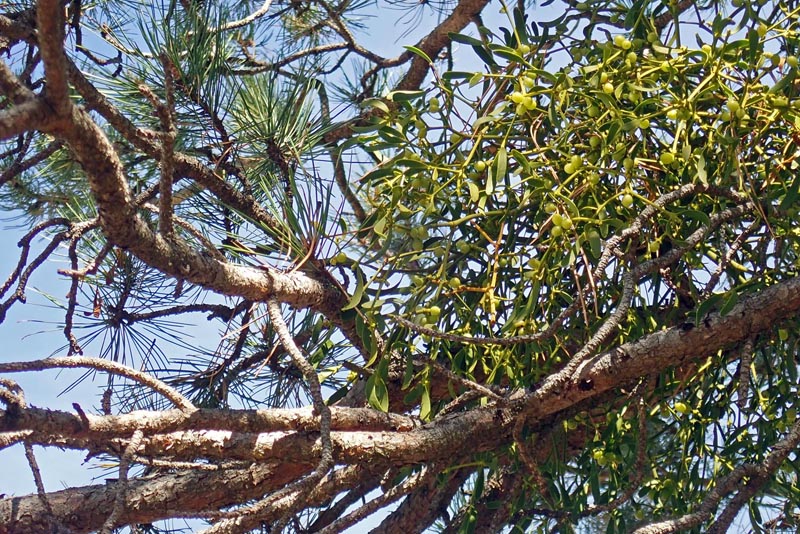 Viscum album sur Pinus nigra #60793