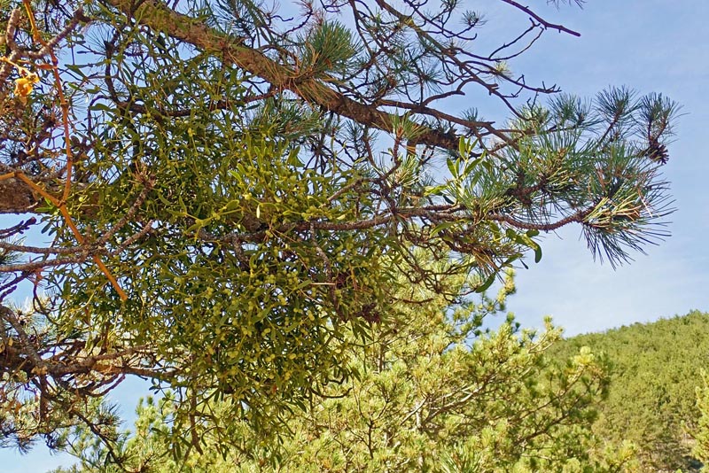 Viscum album sur Pinus nigra #60790