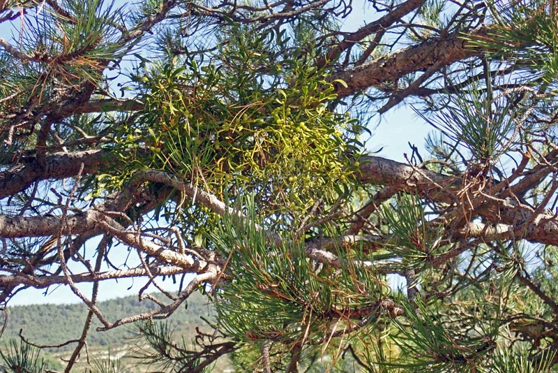 Viscum album sur Pinus nigra #60792