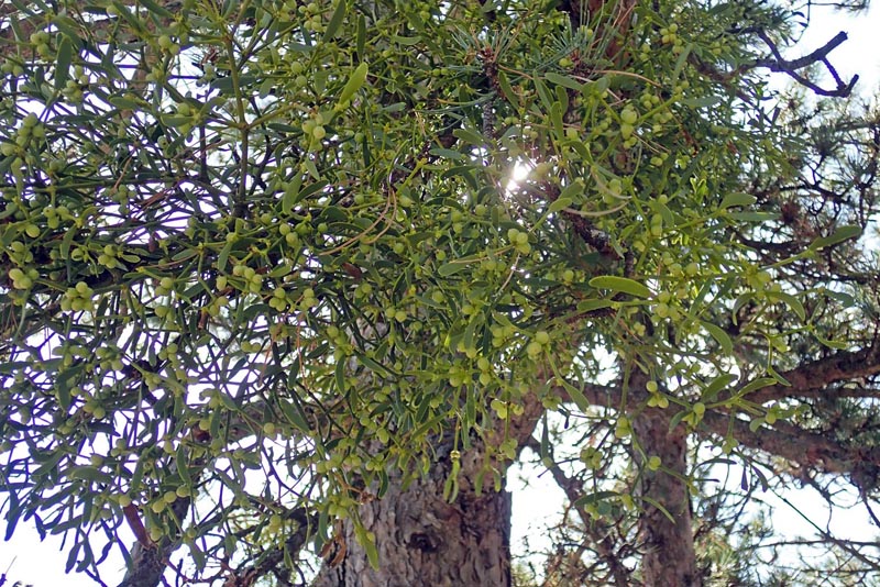 Viscum album sur Pinus nigra #60791