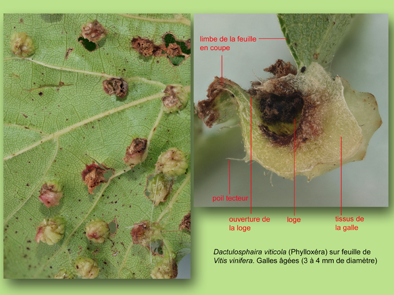 Vitis, Phylloxera, histologie, histology. #23976