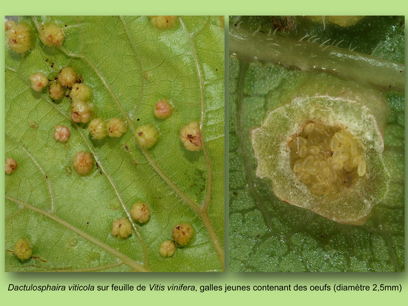 Vitis, Phylloxera, histologie, histology. #23974