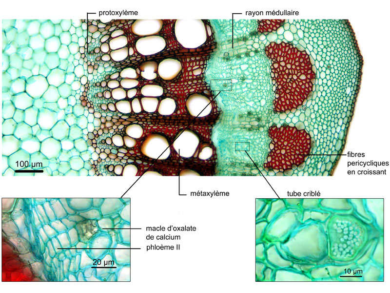Vitis vinifera, histologie. #17173