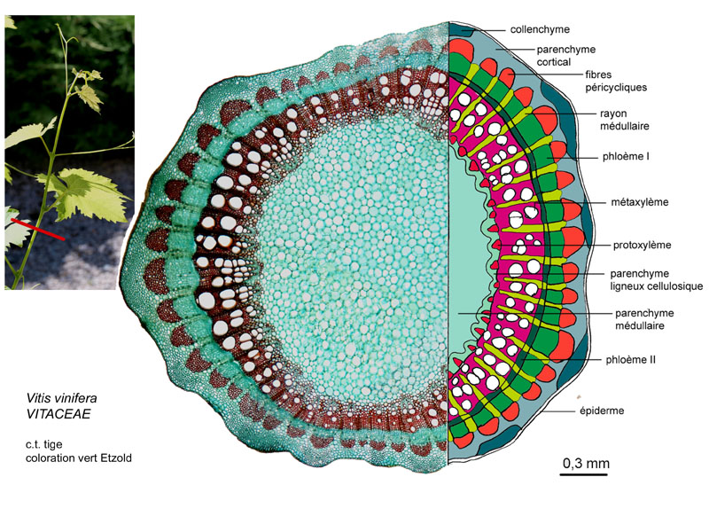Vitis vinifera, histologie. #17172