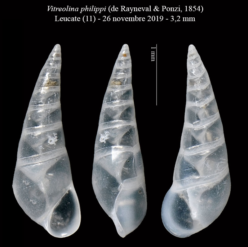 Vitreolina philippi #61537