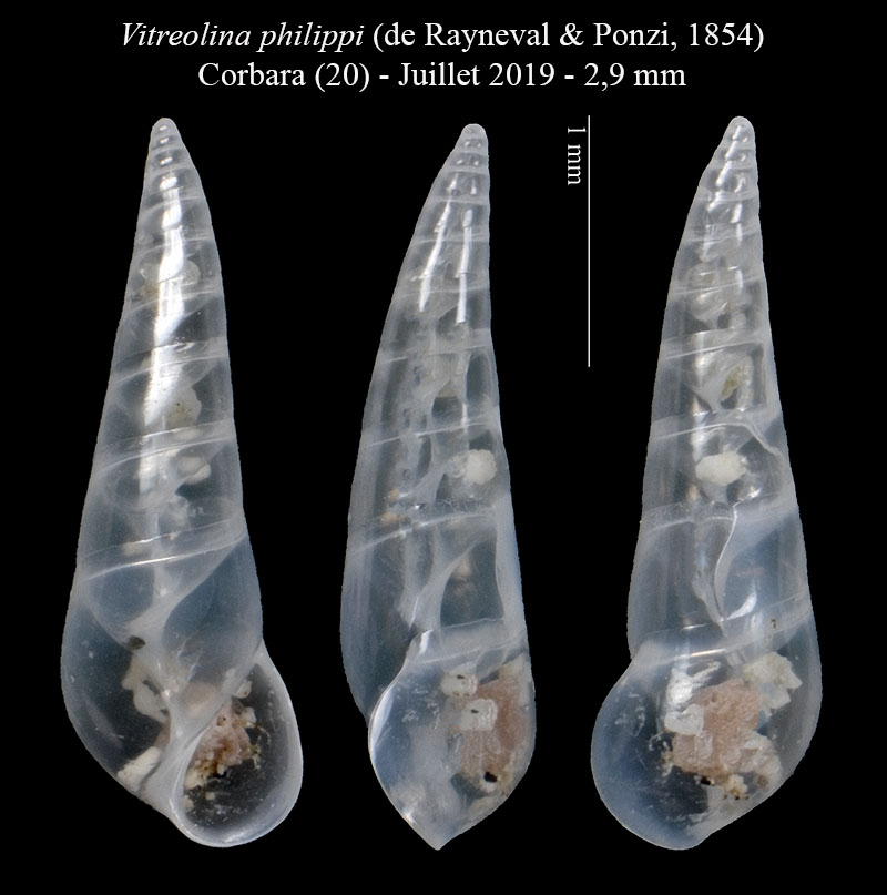 Vitreolina philippi #61536