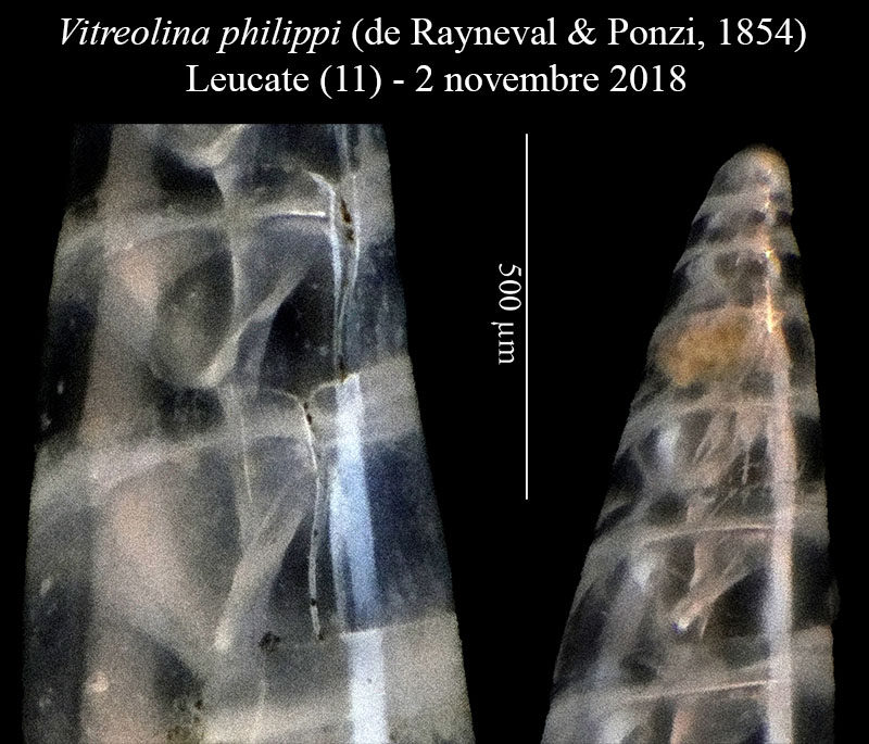 Vitreolina philippi #57797