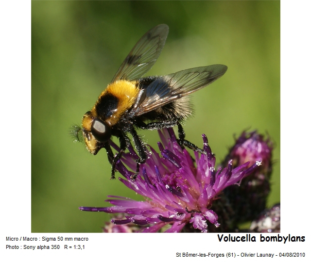 Volucella bombylans Linnaeus 1758 #28842