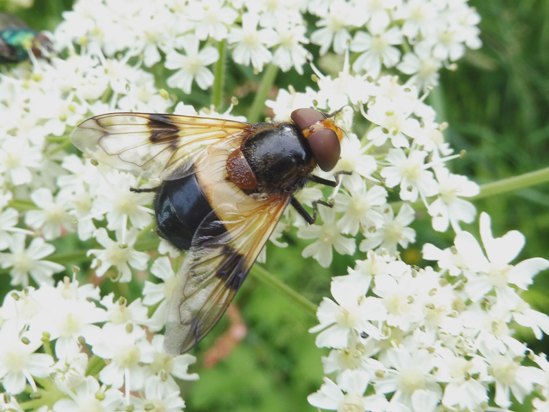 Volucella pellucens Linnaeus, 1758 #50217