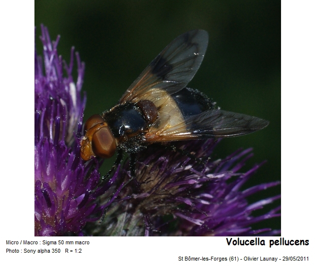 Volucella pellucens Linnaeus 1758 #28843
